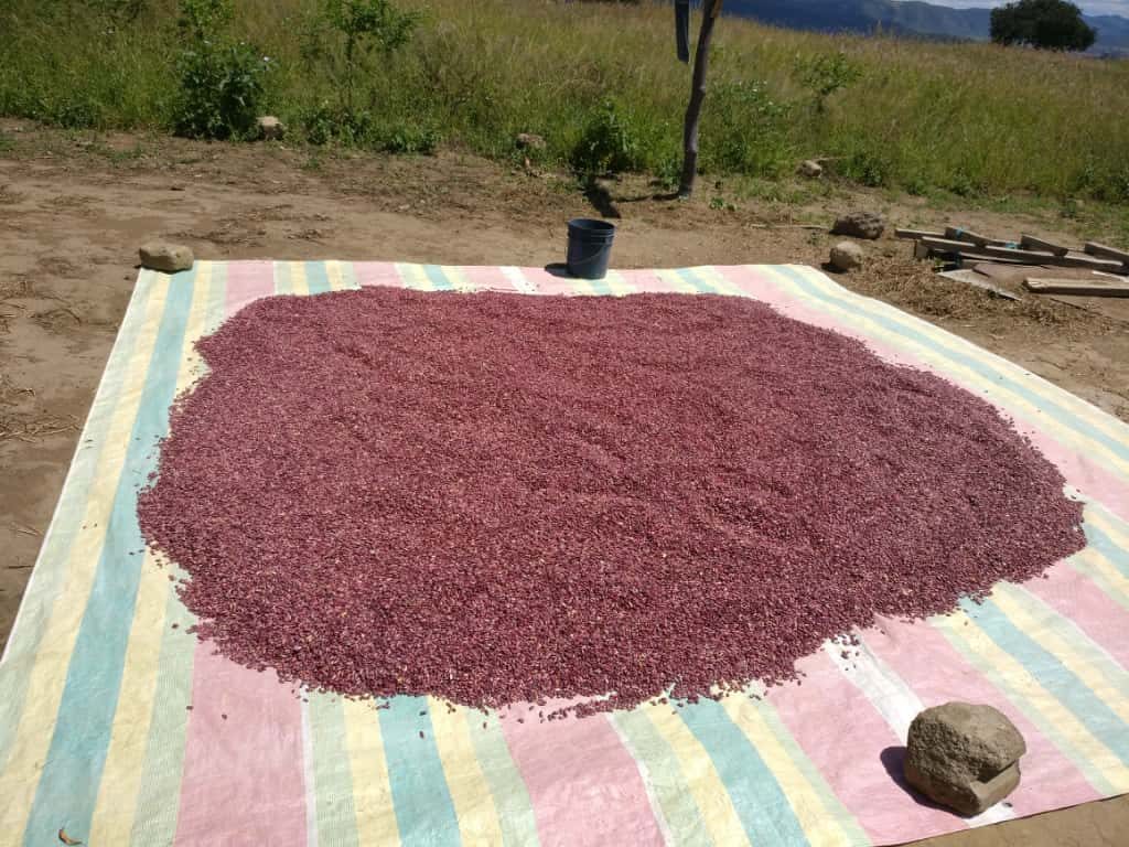 Small-scale organic farming initiative at MCC Mbalizi